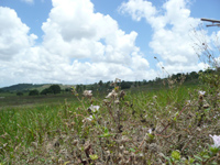 area urbana