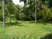 VENDA ÁREA URBANA