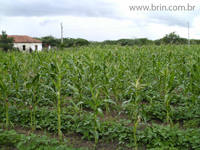agroce02