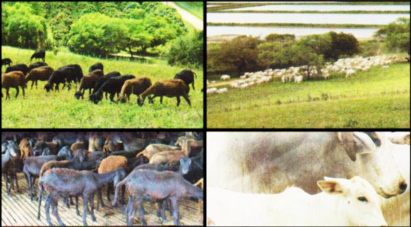 Negocios Agrobussines 