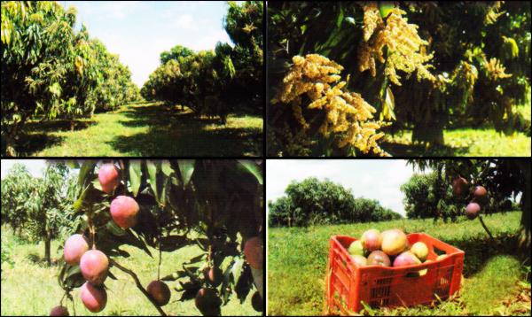 Negocios Agrobussines 