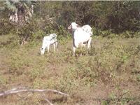 agrooe05