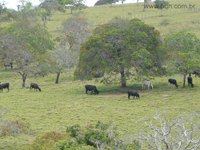 agrope20