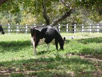 agrope20