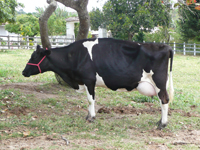 agrope20