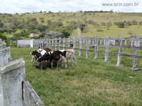 agrope20