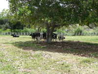 agrope20