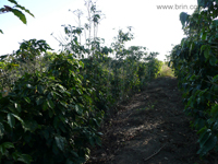 agrope21